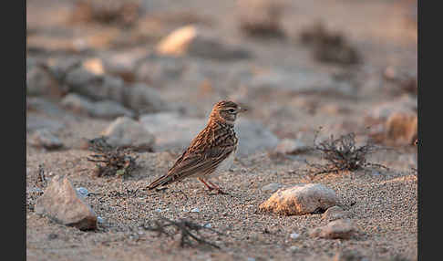 Stummellerche (Calandrella rufescens)