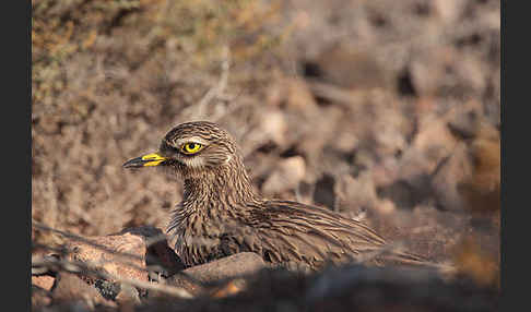 Triel (Burhinus oedicnemus)