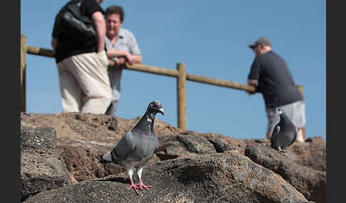 Haustaube (Columba livia domestica)