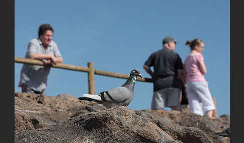 Haustaube (Columba livia domestica)