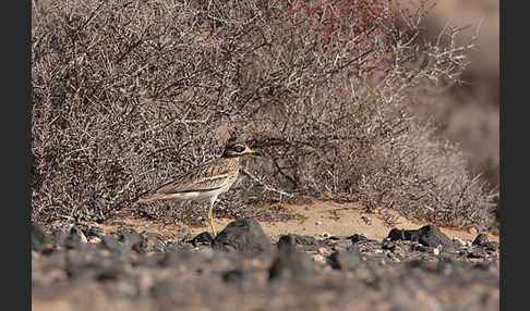 Triel (Burhinus oedicnemus)