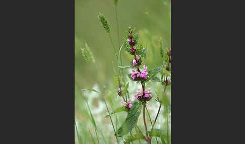 Brandkraut spec. (Phlomis agraria)