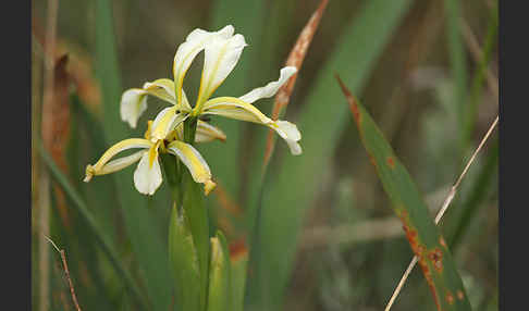 Schwertlilie spec. (Iris halophila)