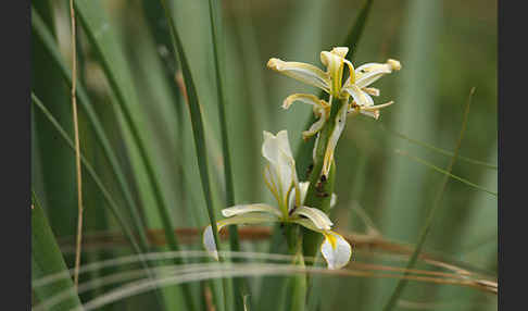 Schwertlilie spec. (Iris halophila)