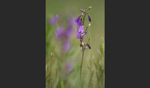 Steppen-Glockenblume (Campanula sibirica)