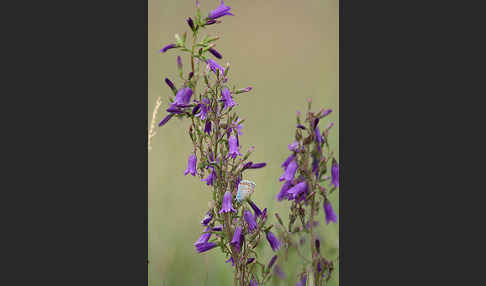 Steppen-Glockenblume (Campanula sibirica)