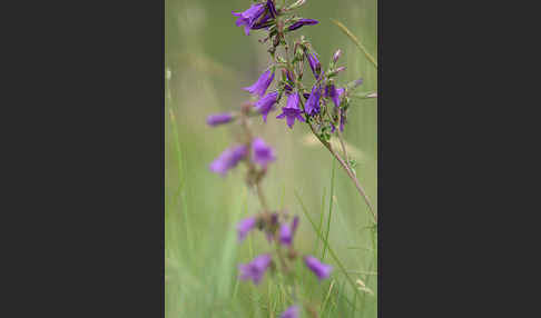 Steppen-Glockenblume (Campanula sibirica)