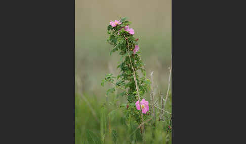 Hagebuttenrose (Rosa glabrifolia)
