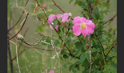 Hagebuttenrose (Rosa glabrifolia)