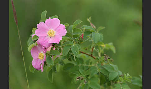 Hagebuttenrose (Rosa glabrifolia)