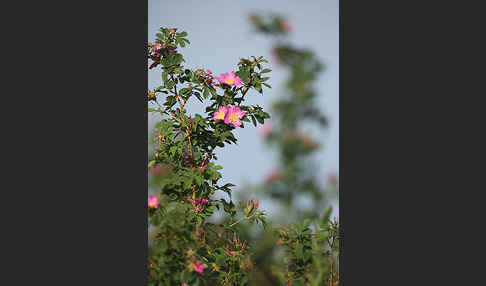 Hagebuttenrose (Rosa glabrifolia)