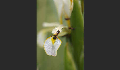 Schwertlilie spec. (Iris halophila)