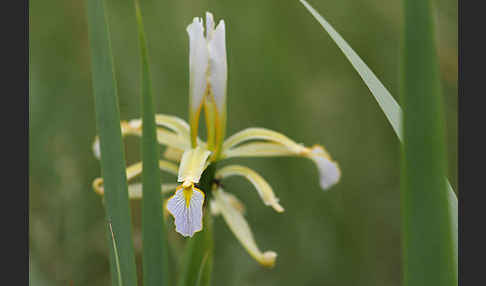 Schwertlilie spec. (Iris halophila)