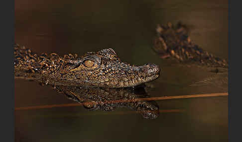 Nilkrokodil (Crocodylus niloticus)