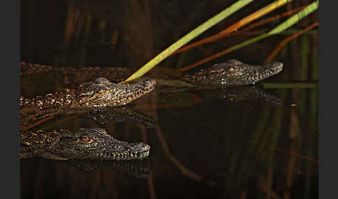 Nilkrokodil (Crocodylus niloticus)