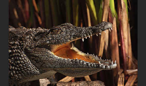 Nilkrokodil (Crocodylus niloticus)