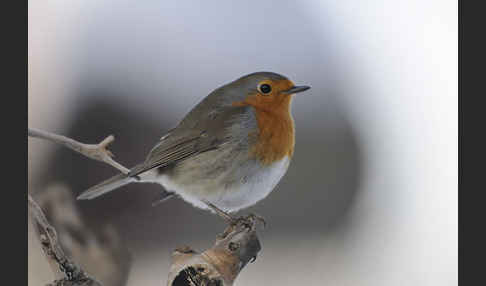 Rotkehlchen (Erithacus rubecula)