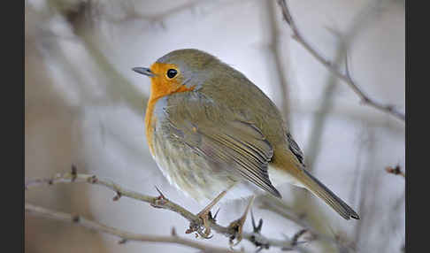 Rotkehlchen (Erithacus rubecula)