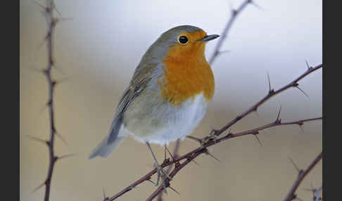 Rotkehlchen (Erithacus rubecula)