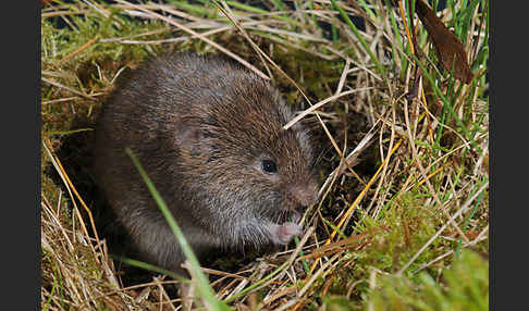 Erdmaus (Microtus agrestis)