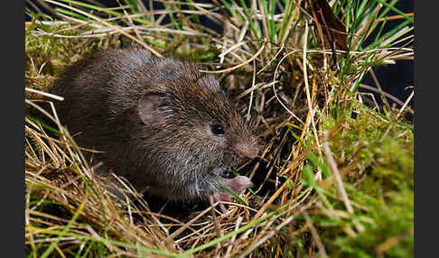 Erdmaus (Microtus agrestis)