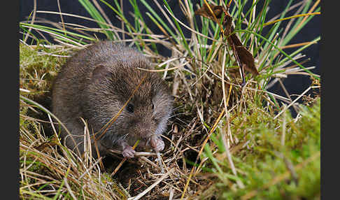 Erdmaus (Microtus agrestis)