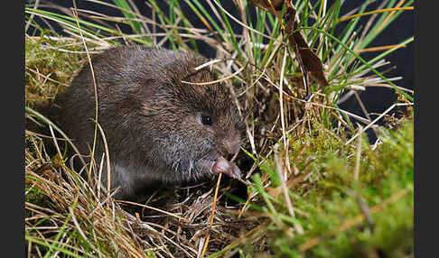 Erdmaus (Microtus agrestis)