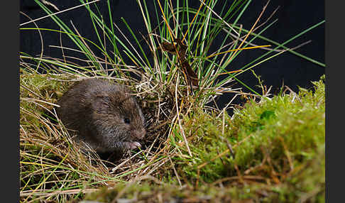 Erdmaus (Microtus agrestis)