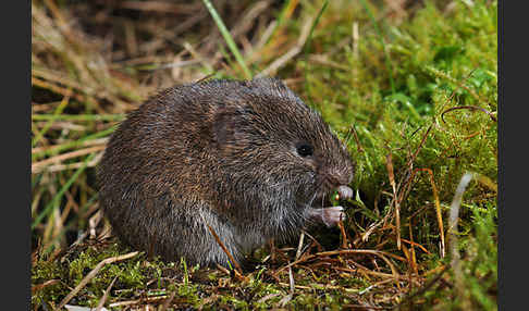 Erdmaus (Microtus agrestis)