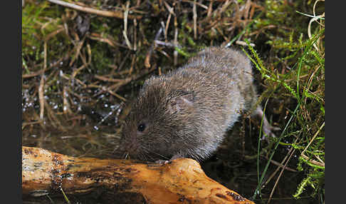 Erdmaus (Microtus agrestis)