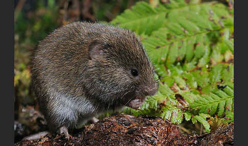 Erdmaus (Microtus agrestis)