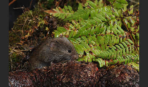 Erdmaus (Microtus agrestis)