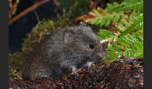 Erdmaus (Microtus agrestis)