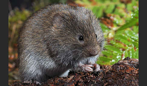 Erdmaus (Microtus agrestis)