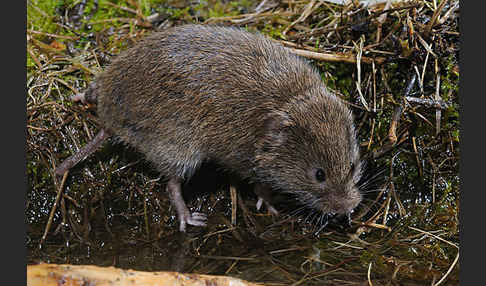 Erdmaus (Microtus agrestis)