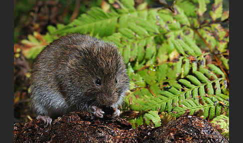 Erdmaus (Microtus agrestis)