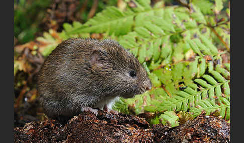 Erdmaus (Microtus agrestis)