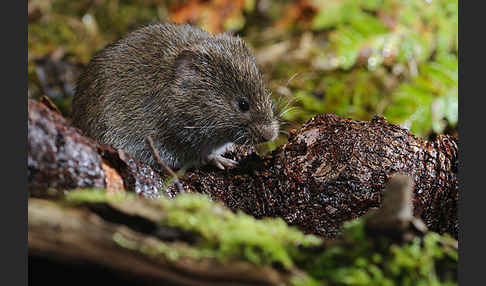 Erdmaus (Microtus agrestis)