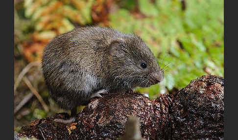 Erdmaus (Microtus agrestis)