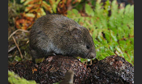 Erdmaus (Microtus agrestis)