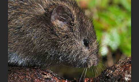 Erdmaus (Microtus agrestis)