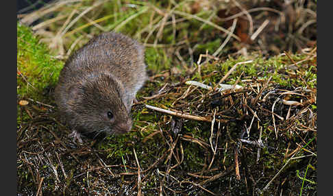 Erdmaus (Microtus agrestis)