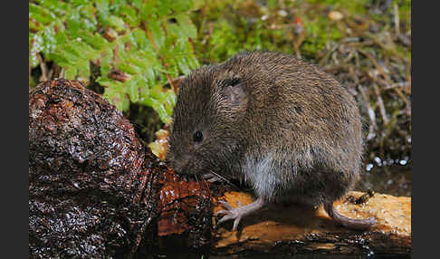 Erdmaus (Microtus agrestis)