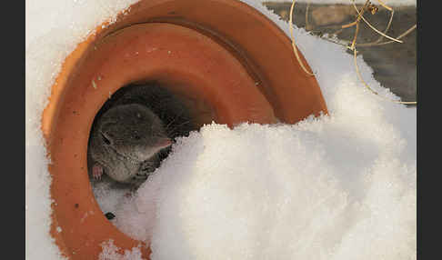 Hausspitzmaus (Crocidura russula)