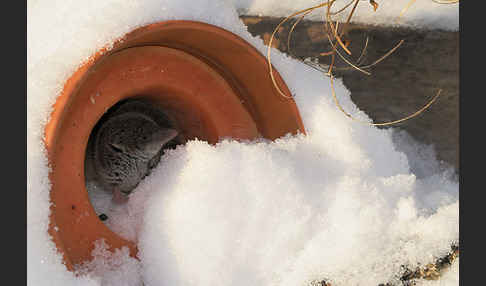 Hausspitzmaus (Crocidura russula)