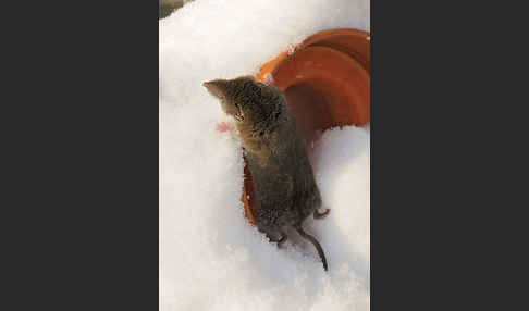 Hausspitzmaus (Crocidura russula)