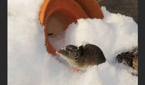 Hausspitzmaus (Crocidura russula)