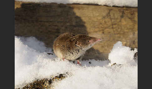 Hausspitzmaus (Crocidura russula)