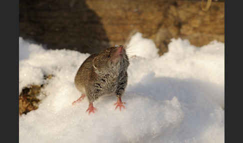 Hausspitzmaus (Crocidura russula)