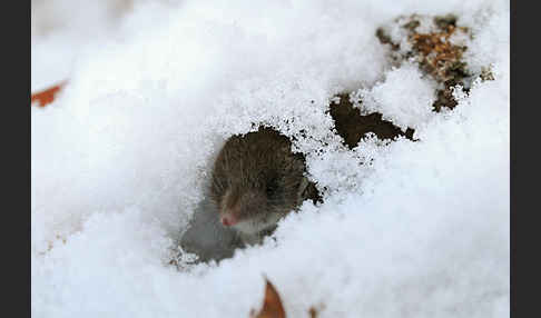 Hausspitzmaus (Crocidura russula)